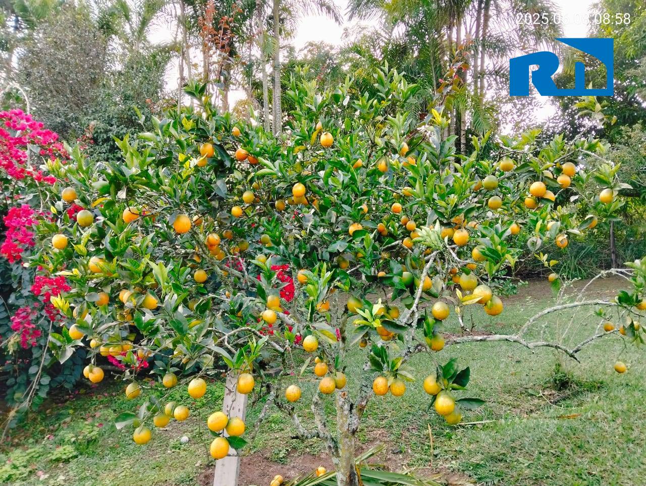 Sítio, 5 quartos, 6160 m² - Foto 10